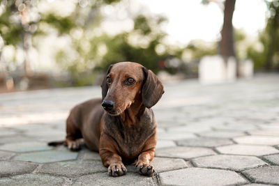 Portrait of dog sitting on footpath