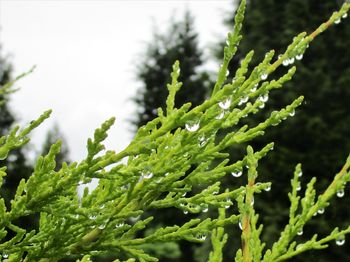 Close-up of wet plant