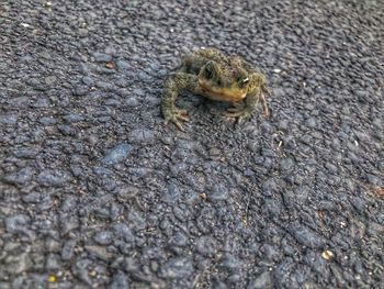High angle view of frog on leaf