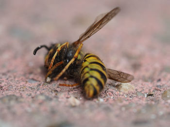 Close-up of dead insect on ground