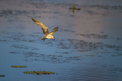 Seagull flying over sea