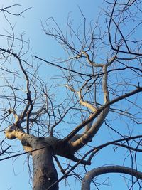 Low angle view of bare tree against sky