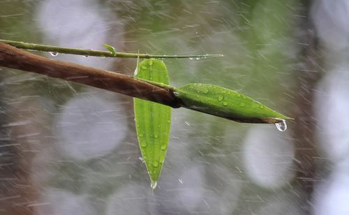 Close-up of raindrops on leaf