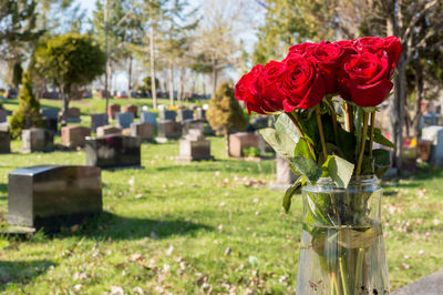 Red flowering plants at cemetery