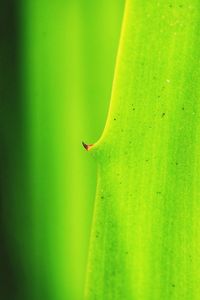 Close-up of insect on green leaf