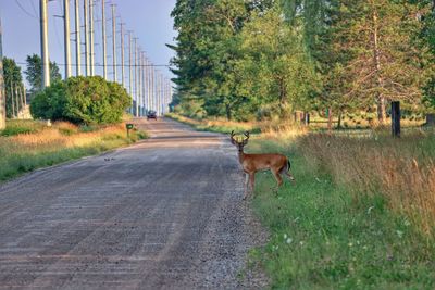 View of a horse on road amidst trees