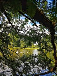 Low angle view of trees against sky