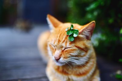 Close-up of cat with leaf on head