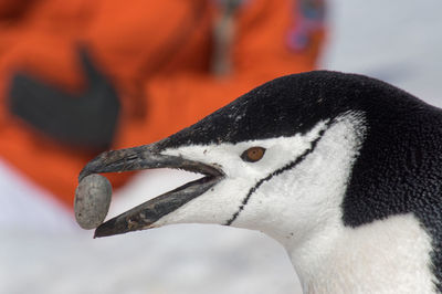 Close-up of swan