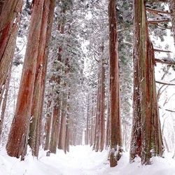 Trees in forest during winter