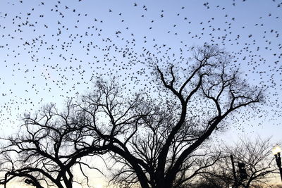 Silhouette birds flying against sky