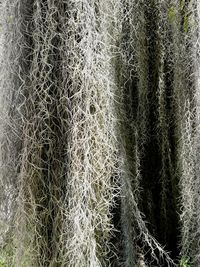 Full frame shot of leaf