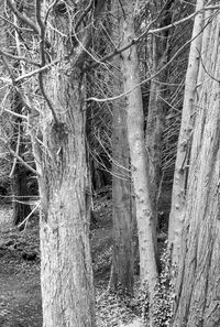 Bare trees in forest