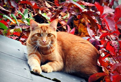 Portrait of a cat