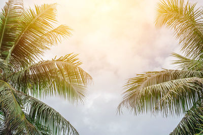 Low angle view of palm tree against sky