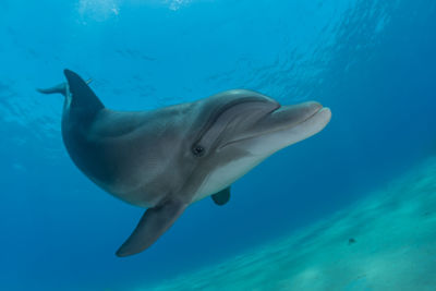 View of fish swimming in sea