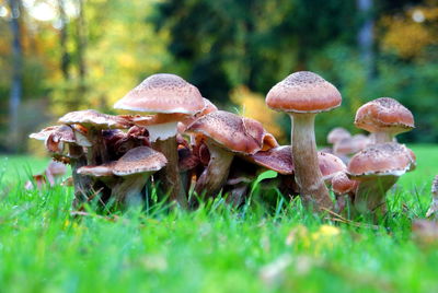Close-up of mushroom growing in grass
