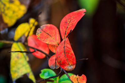 Close-up of leaves on plant