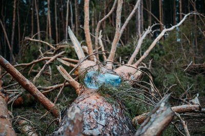 Close-up of bird on tree trunk in forest