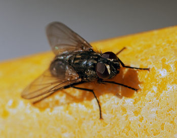 Macro shot of housefly