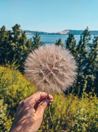 Close-up of hand holding dandelion flower