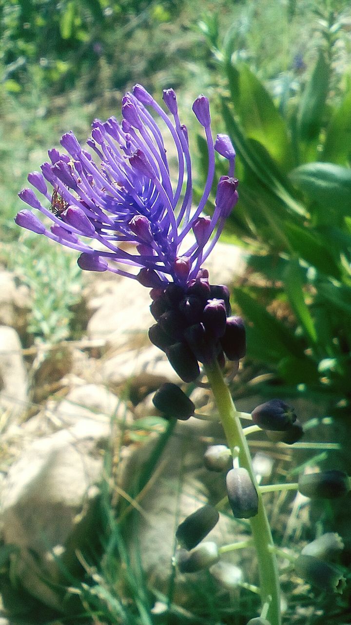 flower, nature, growth, fragility, purple, beauty in nature, plant, petal, freshness, no people, outdoors, day, flower head, close-up, blooming