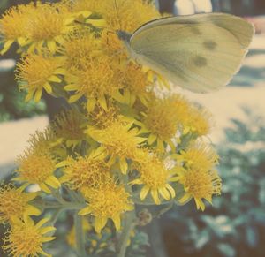 Close-up of yellow flower
