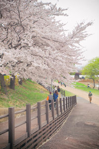 People walking on footpath by cherry blossom tree