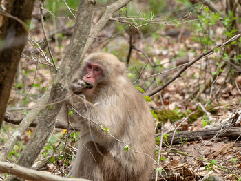 Monkey sitting on land in forest