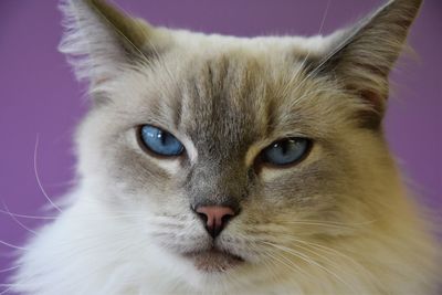 Close-up portrait of cat