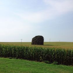 Scenic view of field against clear sky