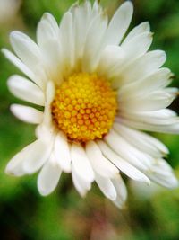 Close-up of white flowers