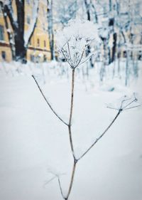 Close-up of frozen plant on snow covered field