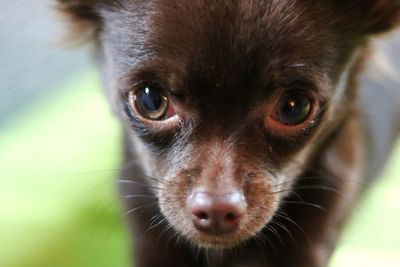 Close-up portrait of chihuahua at home