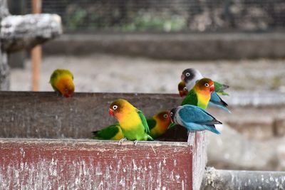 Two birds perching on wood