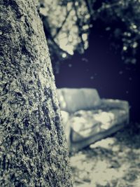 Close-up of tree trunk