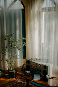 Potted plant on table at home