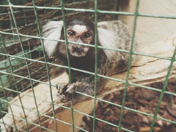 Portrait of monkey in cage