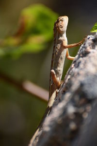 Close-up of lizard on rock