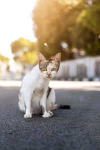 Portrait of cat sitting on road