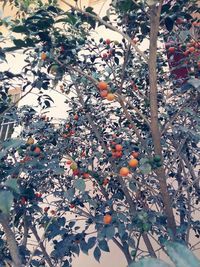 Low angle view of fruits on tree