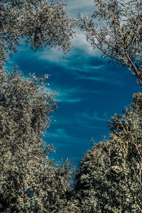 Low angle view of trees against blue sky