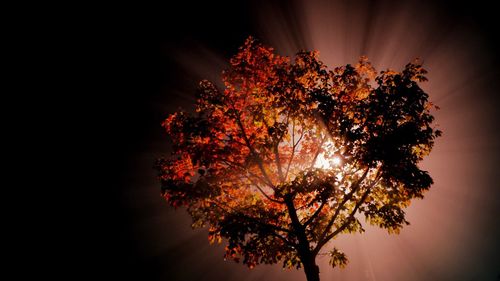 Low angle view of tree against sky at night