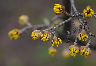 Close-up of yellow flowers on plant