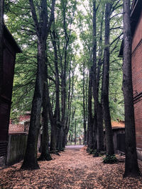 Footpath amidst trees in forest