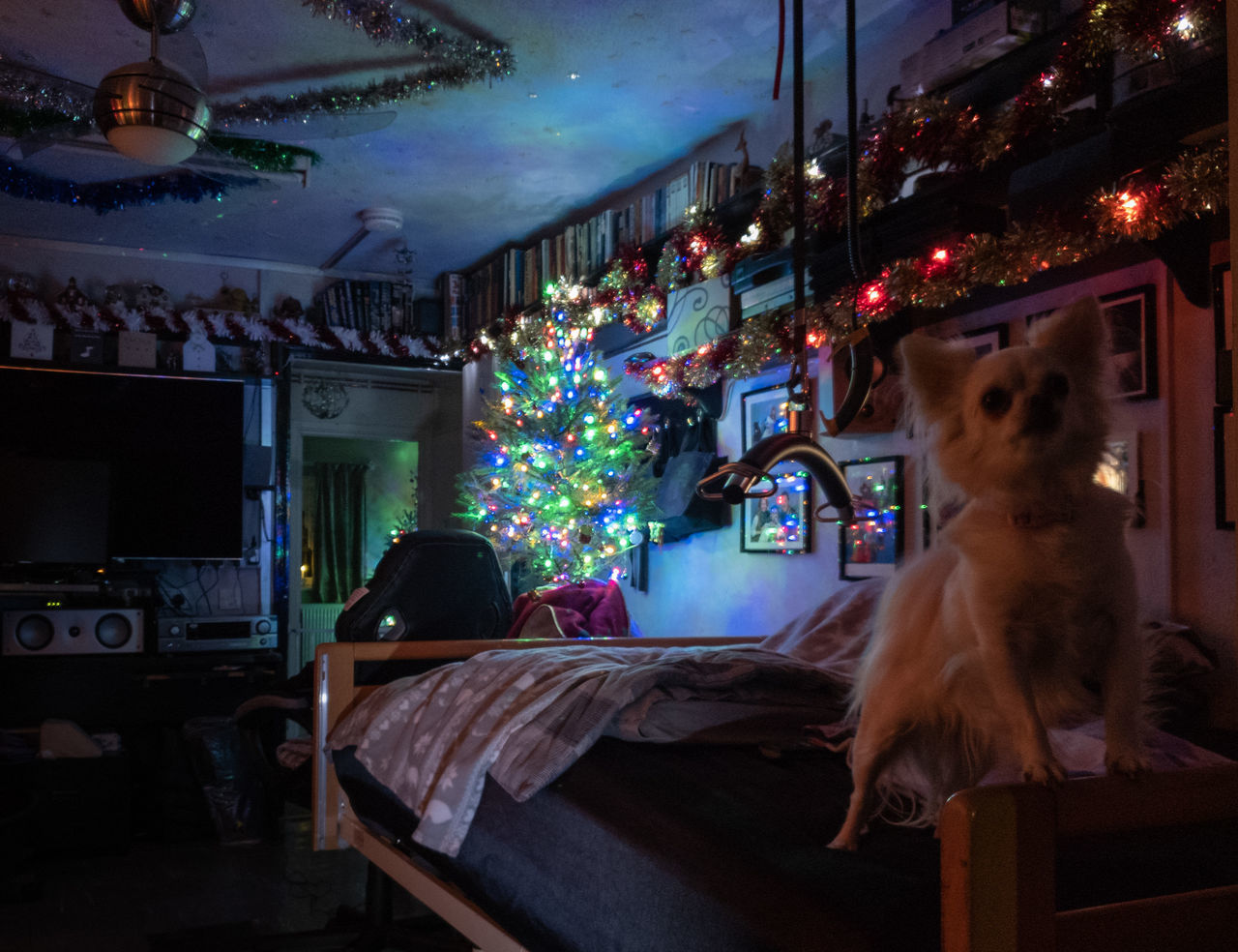 VIEW OF A CAT ON ILLUMINATED CHRISTMAS AT HOME