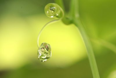 Close-up of water drop on leaf