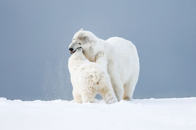 Polar bear playing with young one in snow