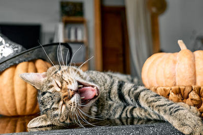 Cute halloween tabby cat. gray kitten yawning while sleeping near pumpkin and halloween hat