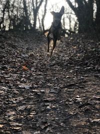 Dog walking in forest